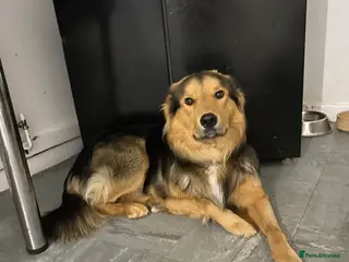 Mixed Breed dogs German shepherd x collie 2 yrs - Advert 2