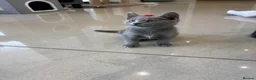 Russian Blue cats for sale: Tica registered kittens - Advert 14