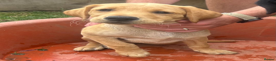 Labrador Retriever Puppy 2
