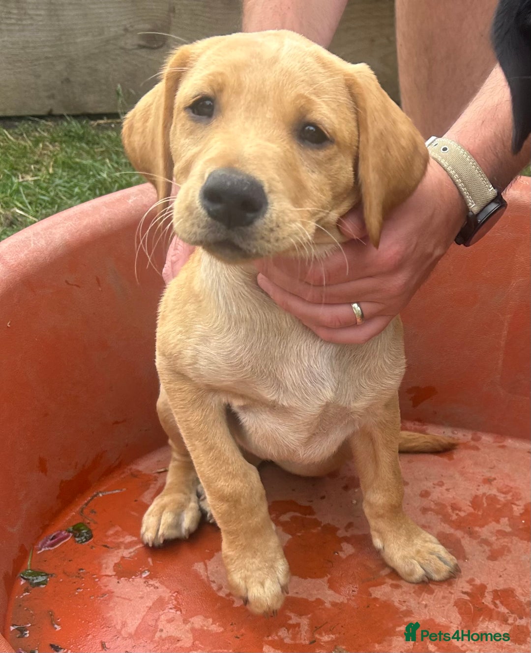 Labrador Retriever dogs for sale: Pedigree Labs ready to Rehome NOW - Image 1