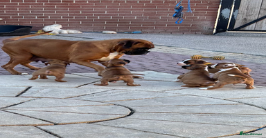 Boxer dogs - Advert 3