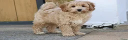 Cavapoochon dogs for sale: Beautiful Cavapoochon puppies for sale - Advert 31