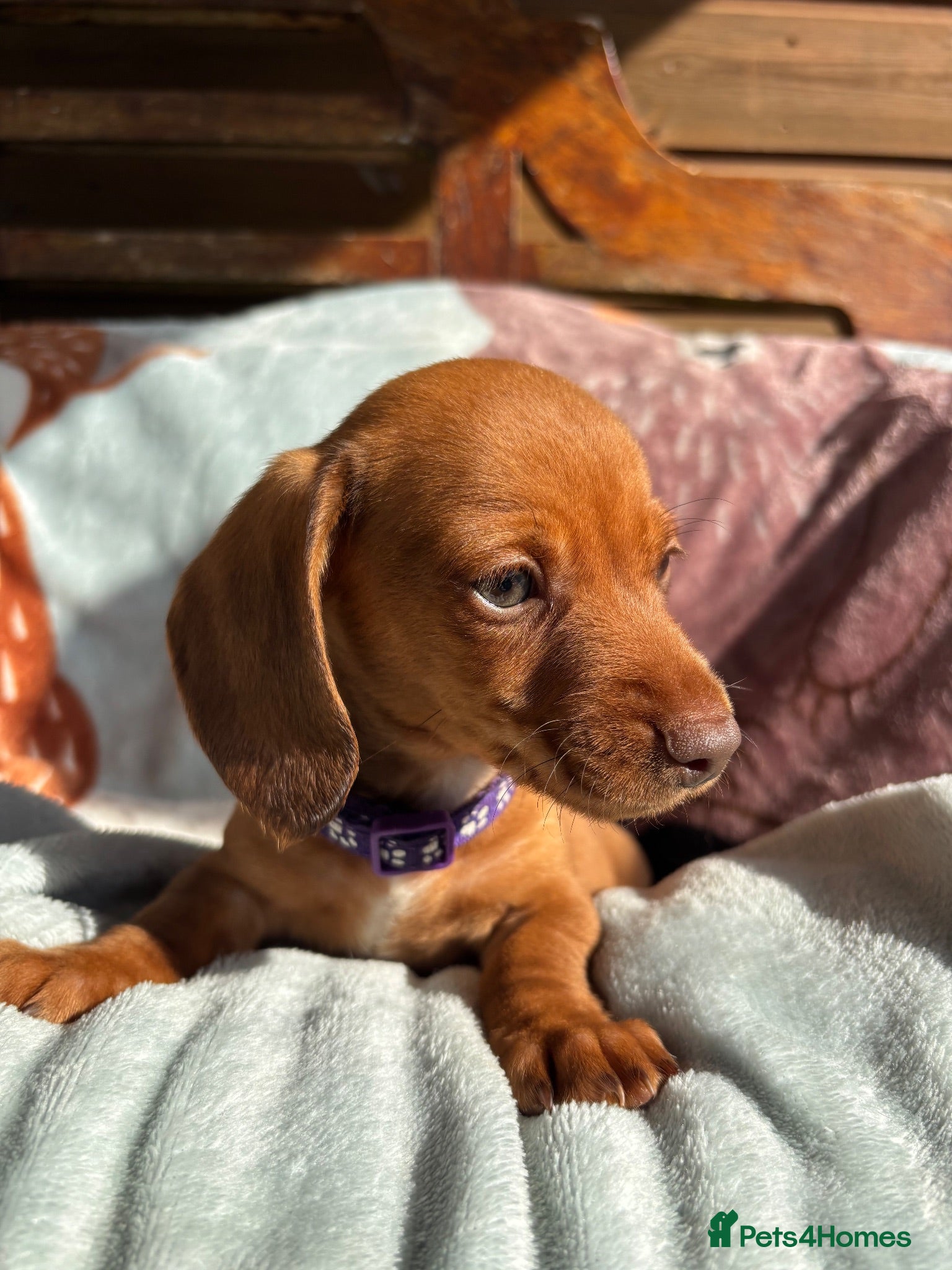 Dachshund dogs Beautiful Miniature Dachshund Puppies  - Advert 2