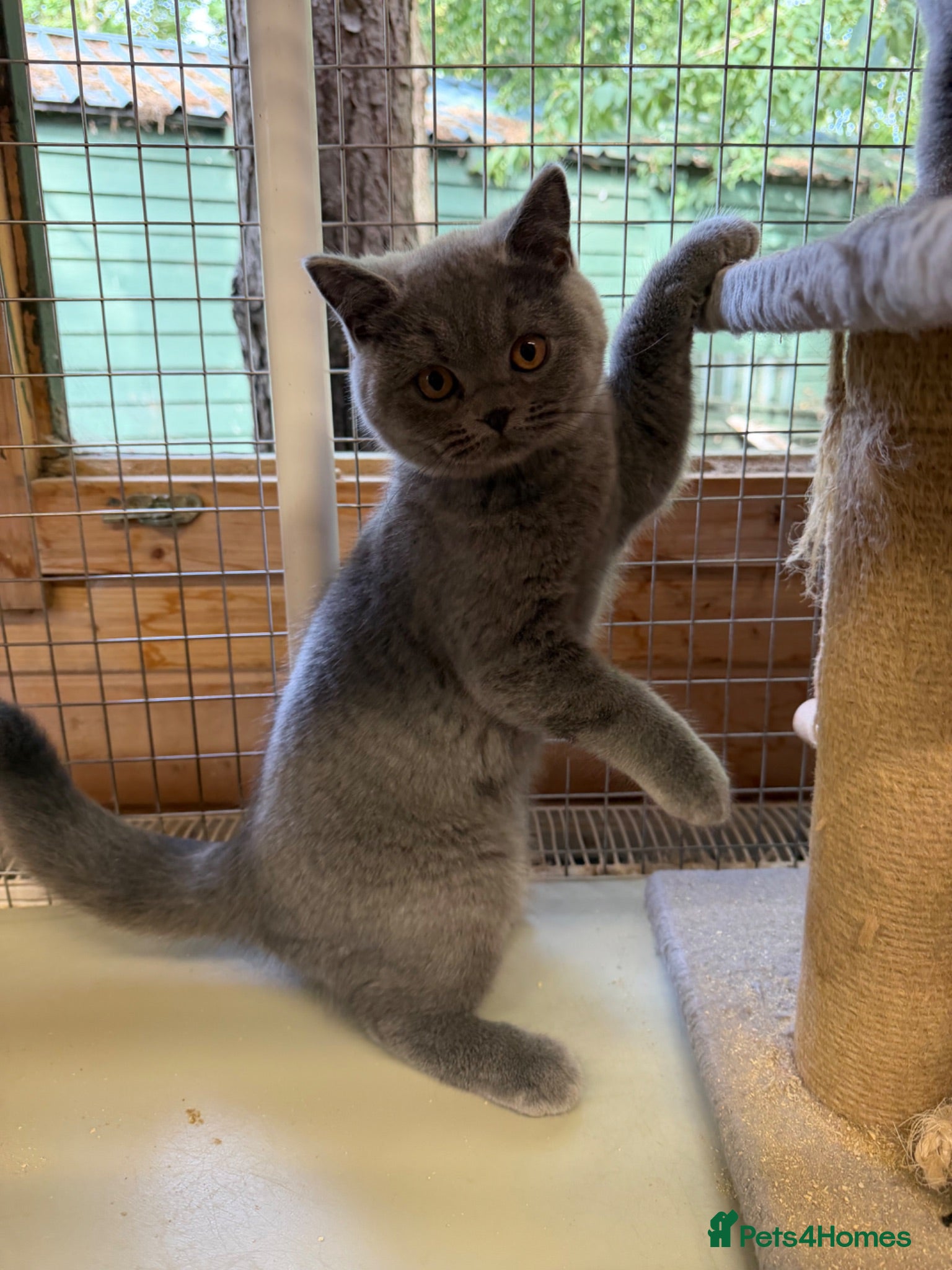 British Shorthair cats Blue BSH kittens (Ready to leave) - Advert 2