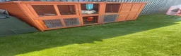 Dwarf Lop rabbits for sale: Snowy jimmy - Advert 3