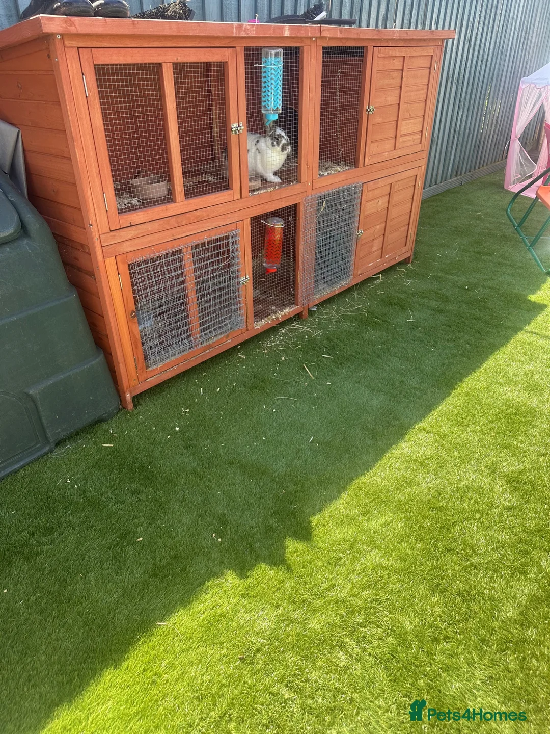 Dwarf Lop rabbits for sale: Snowy jimmy - Advert 3