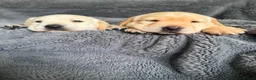 Labrador Retriever dogs for sale: 4 gorgeous working labradors for sale  in Saltash - Advert 7