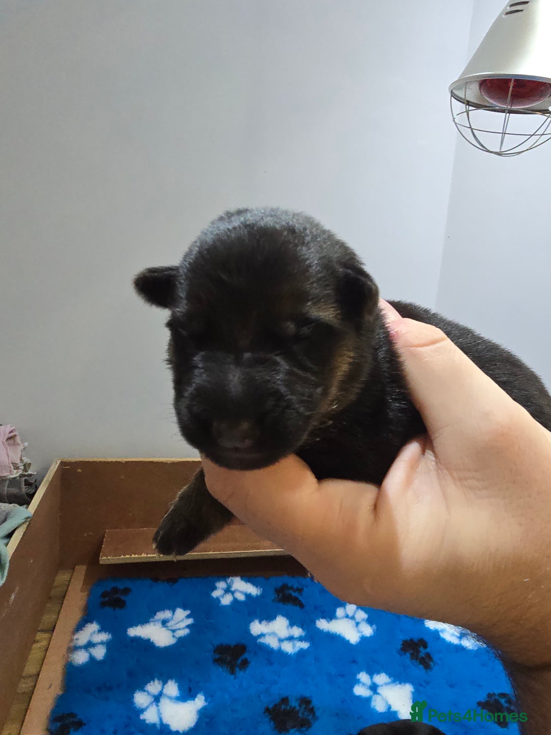 German Shepherd dogs for sale:  Exceptional German Shepherd Dog Puppies – KC Reg - Advert 18