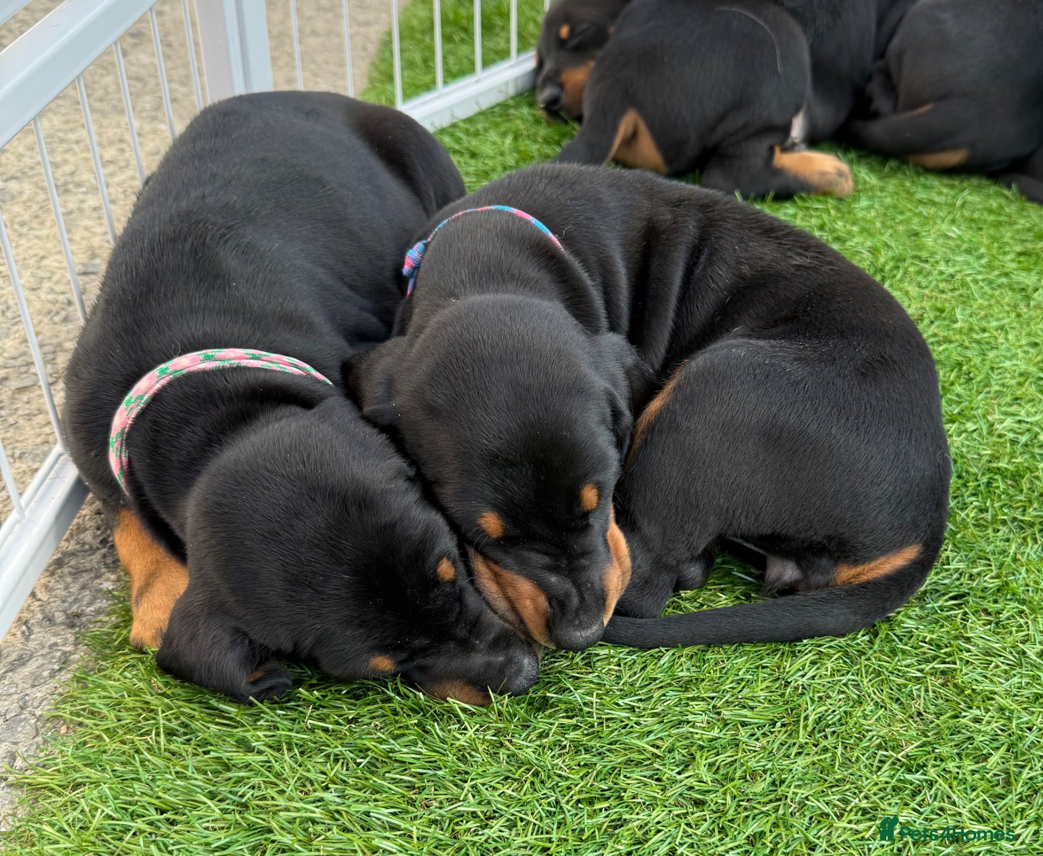 Dobermann dogs Exceptional KC Dobermann Puppies - Advert 1