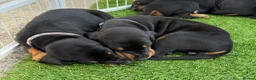 Dobermann dogs for sale: Fully health tested, champion lines - Advert 9