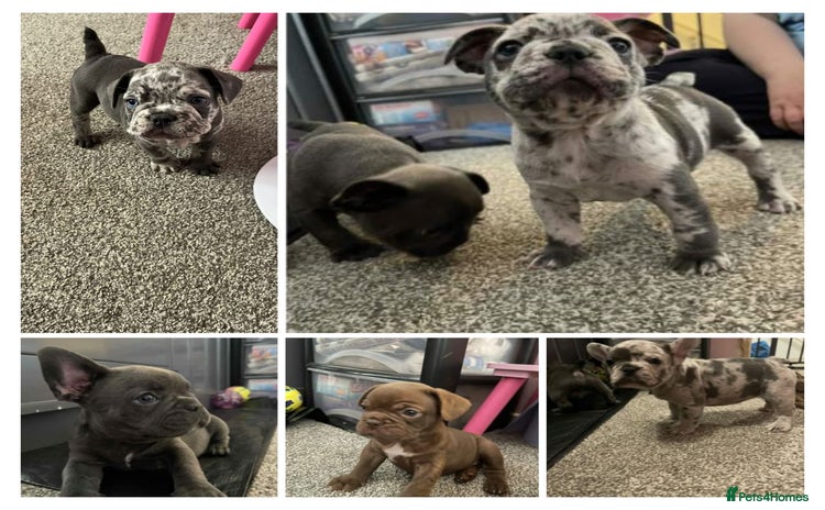 French Bulldog dogs - Advert 2