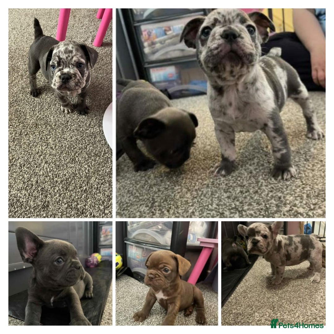 French Bulldog dogs for sale: Charming selection of French Bulldog Puppies - Image 1