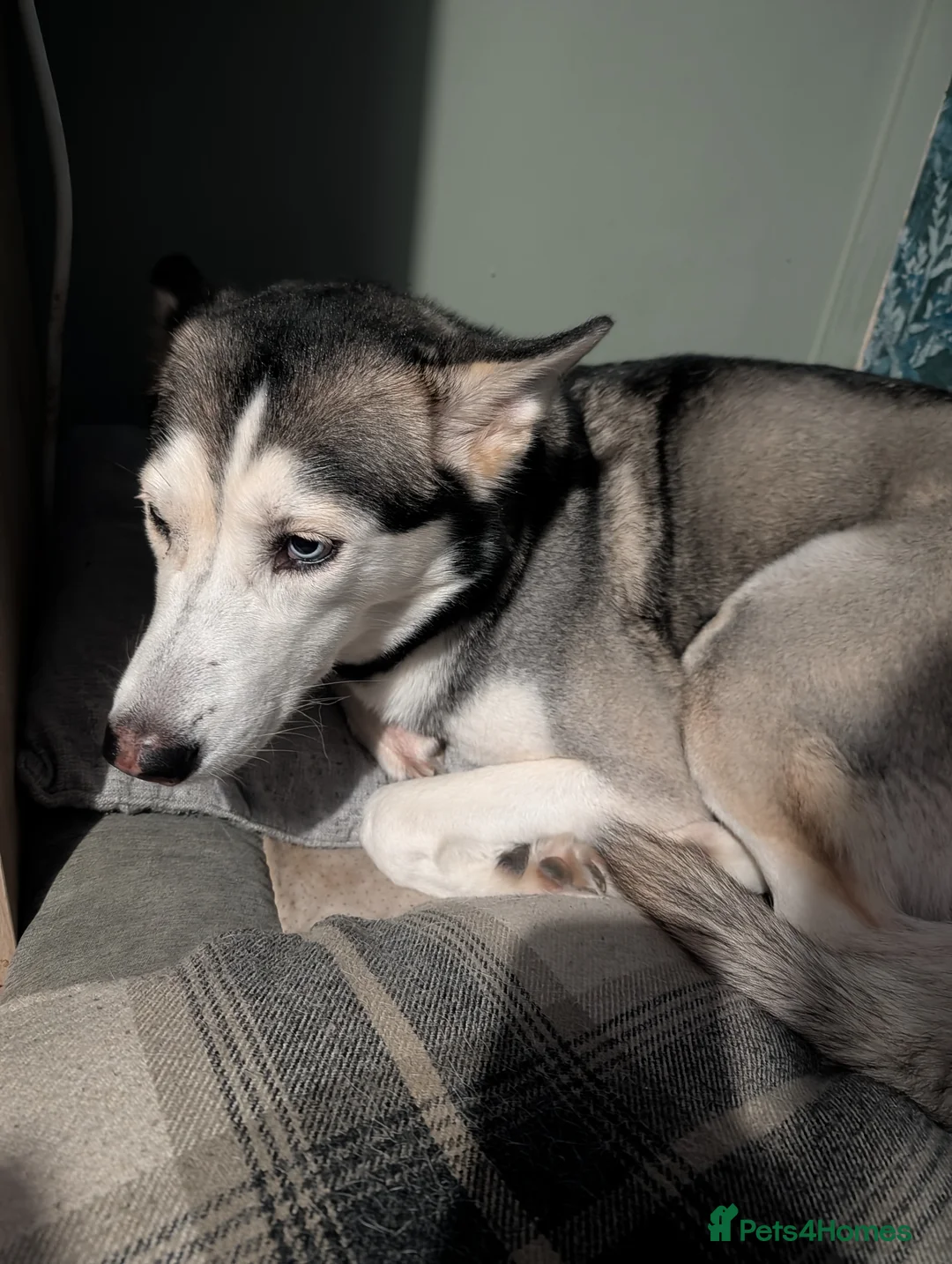 Siberian Husky dogs for sale: 4 year old Husky ♀️ in Alfreton - Advert 2