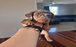 Miniature Dachshund dogs for sale: Amazing chocolate mini dapples for sale - Advert 2