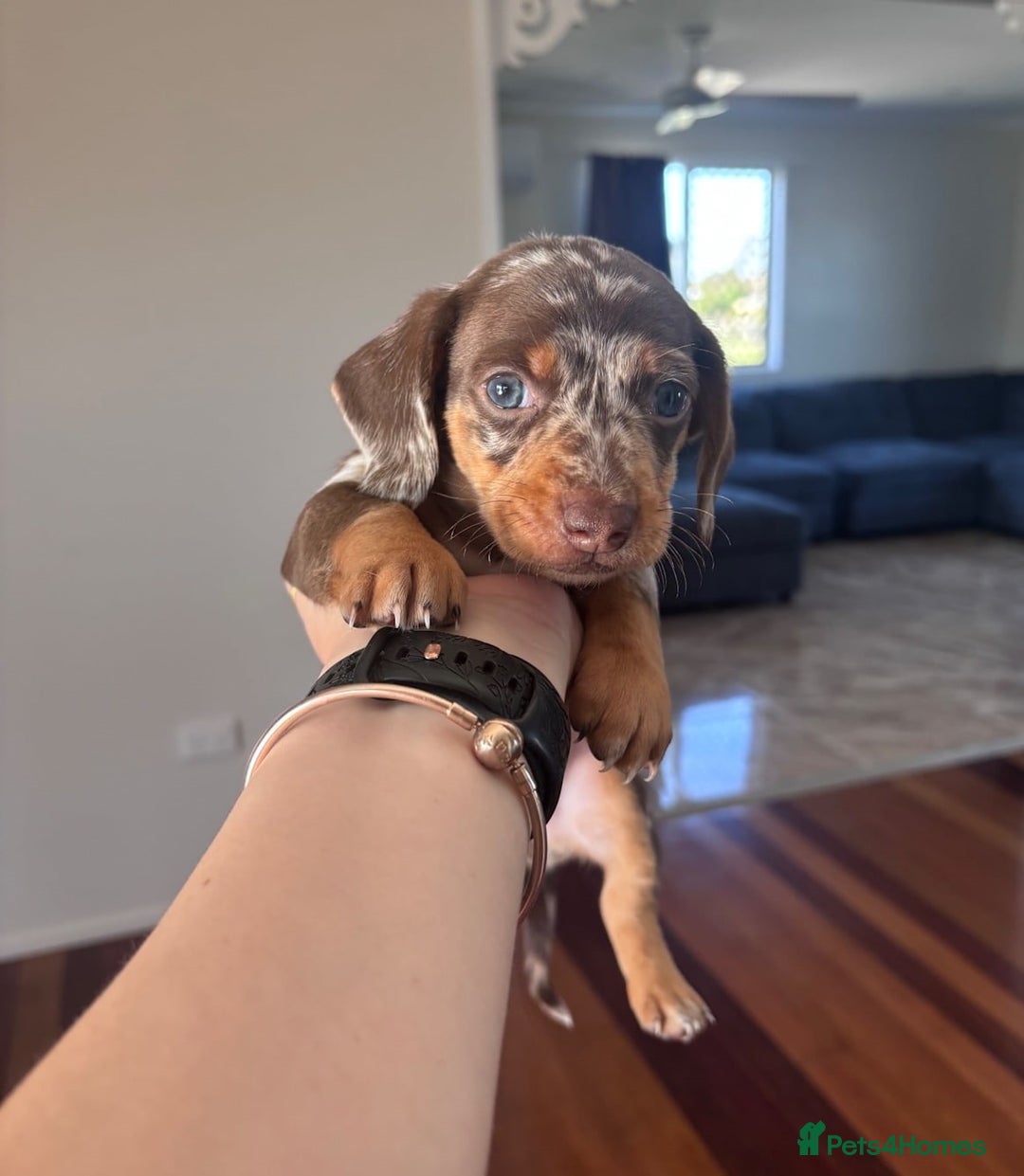 Miniature Dachshund dogs for sale: Amazing chocolate mini dapples for sale - Advert 2