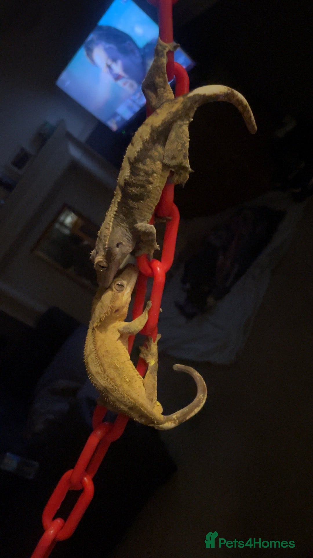 Gecko reptiles 3 GORGEOUS ADULT CRESTED GECKOS - Advert 1