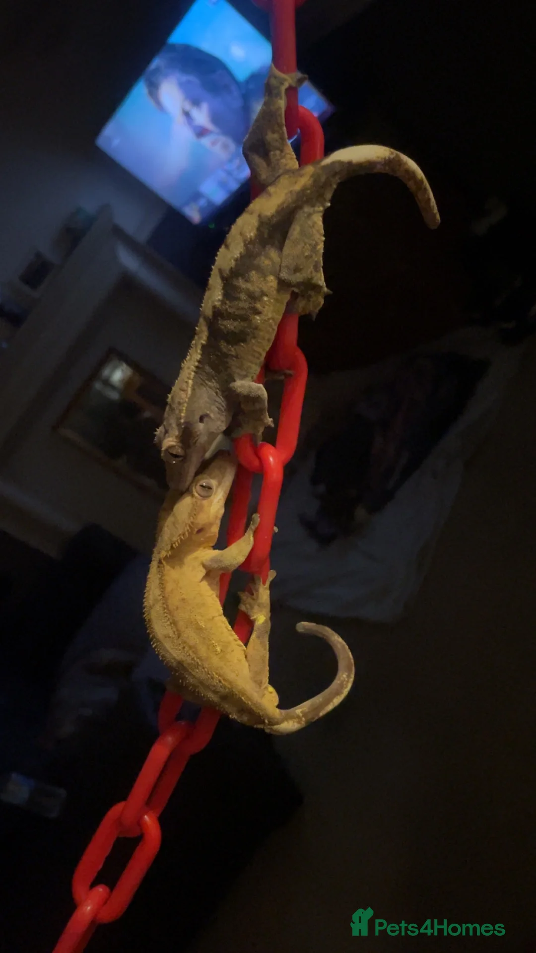 Gecko reptiles for sale: 3 GORGEOUS ADULT CRESTED GECKOS - Advert 1