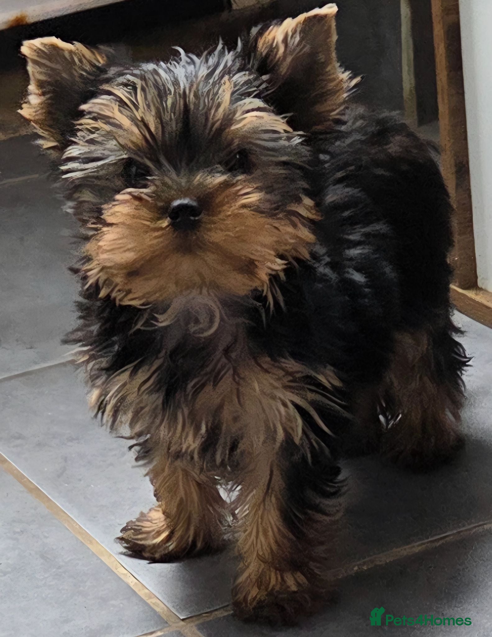 Yorkshire Terrier dogs for sale: Beautiful Yorkshire Terrier Girls - Advert 1
