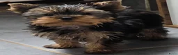 Yorkshire Terrier dogs for sale: Beautiful Yorkshire Terrier Girls - Advert 1