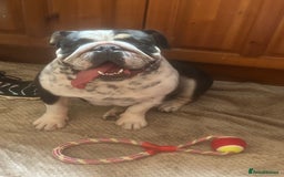 English Bulldog dogs for sale: ADULT FEMALE ENGLISH BULLDOG - Image 2