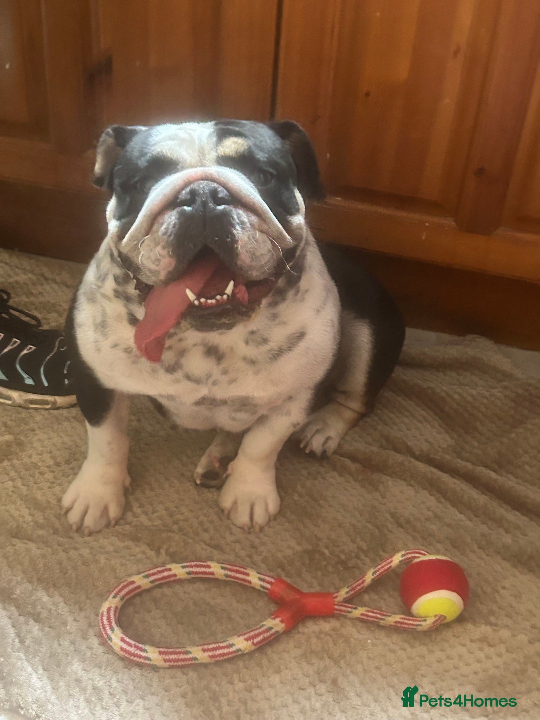 English Bulldog dogs for sale: ADULT FEMALE ENGLISH BULLDOG - Image 2