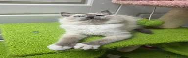 Blue mitted Girl 