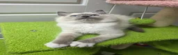Ragdoll cats for sale: GCCF registered stunning girls available!  - Advert 15