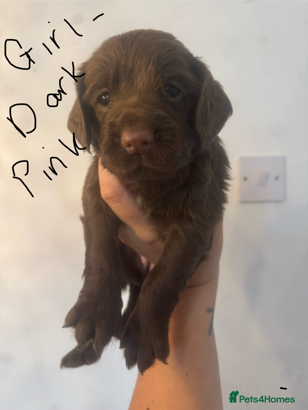 Cocker Spaniel dogs for sale: Cocker Spaniel Puppies - Image 2