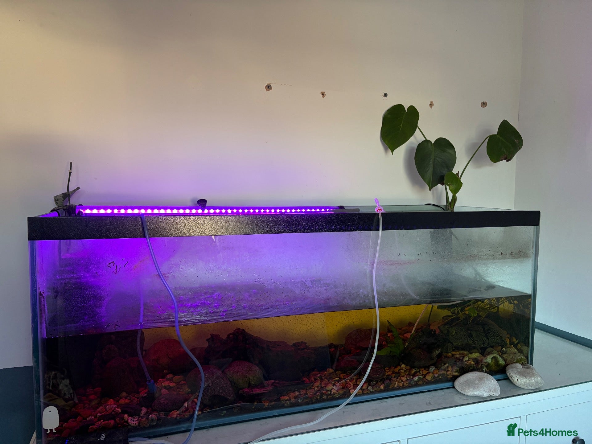 Axolotl reptiles X3 axolotls  - Advert 4