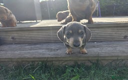 Miniature Dachshund dogs for sale: 3 left mini dachshund BOYS KC READY NOW   - Image 17