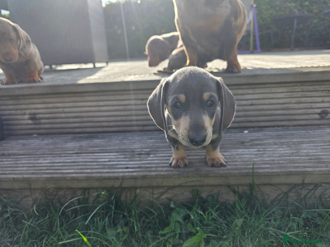 Miniature Dachshund dogs for sale: 3 left mini dachshund BOYS KC READY NOW   - Image 17