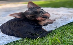 Yorkshire Terrier dogs for sale: Last girl ready🥰 Pedigree Yorkshire Terrier Puppy - Image 33