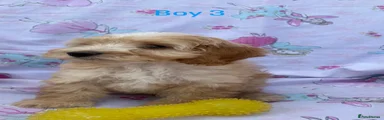 Puppy 3
