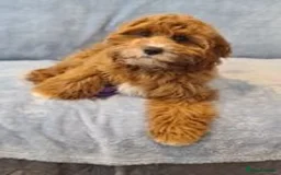 Cavapoo dogs for sale: 5 Star licenced breeder ** 2 girls available ** - Image 4