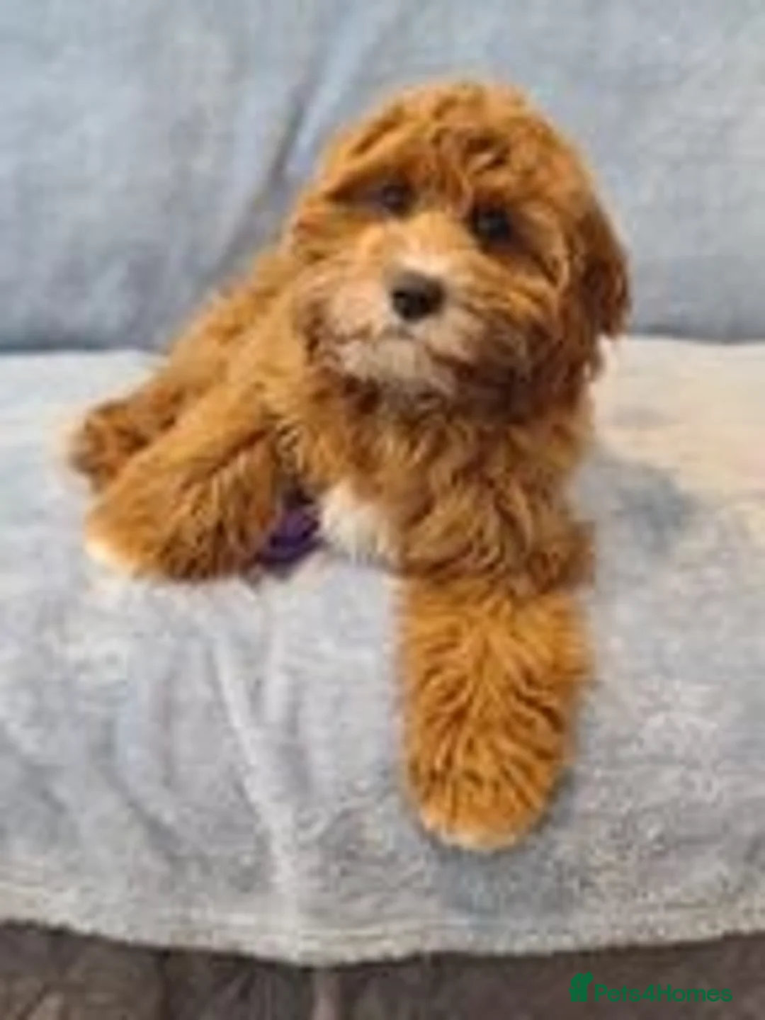 Cavapoo dogs for sale: 5 Star licenced breeder ** 2 girls available ** - Image 4