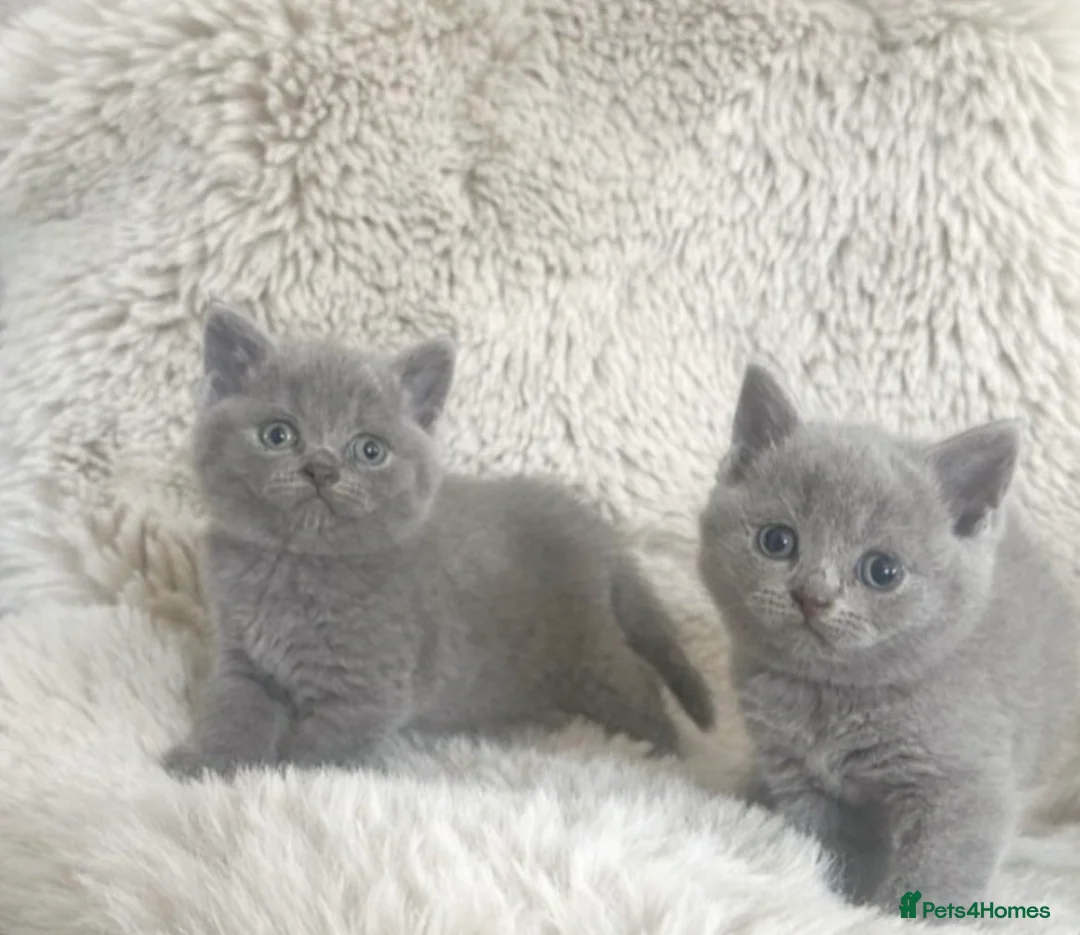 British Shorthair cats for sale: Stunning British Short Hair Kittens  - Advert 9