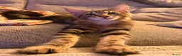 Maine Coon cats for sale: Stunning, friendly pedigree XL Maine Coons last 2! - Advert 23