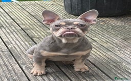 French Bulldog dogs for sale: French bulldog  - Image 1