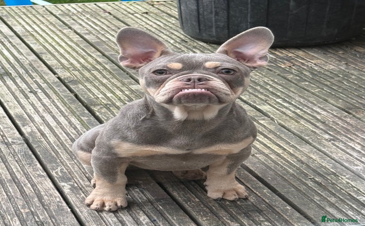 French Bulldog dogs - Advert 3