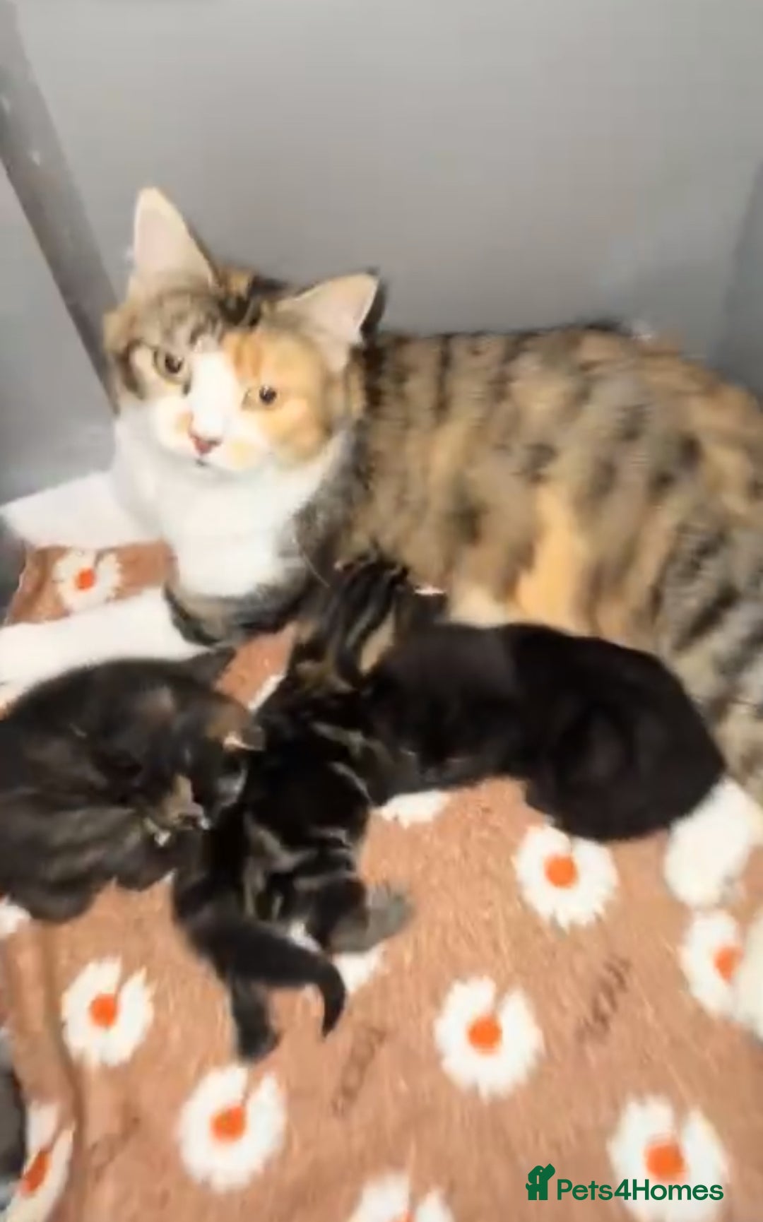 Mixed Breed cats for sale: Playful Kittens Ready to Melt Your Heart ❤️ - Image 8