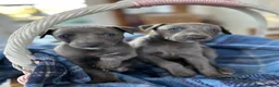 Whippet dogs for sale: KC REGISTERED BLUE WHIPPET PUPPIES in Gloucester - Advert 12