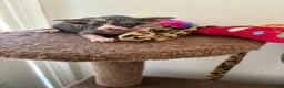 Sphynx cats for sale: Unusual Sphinx’s kittens  - Advert 7