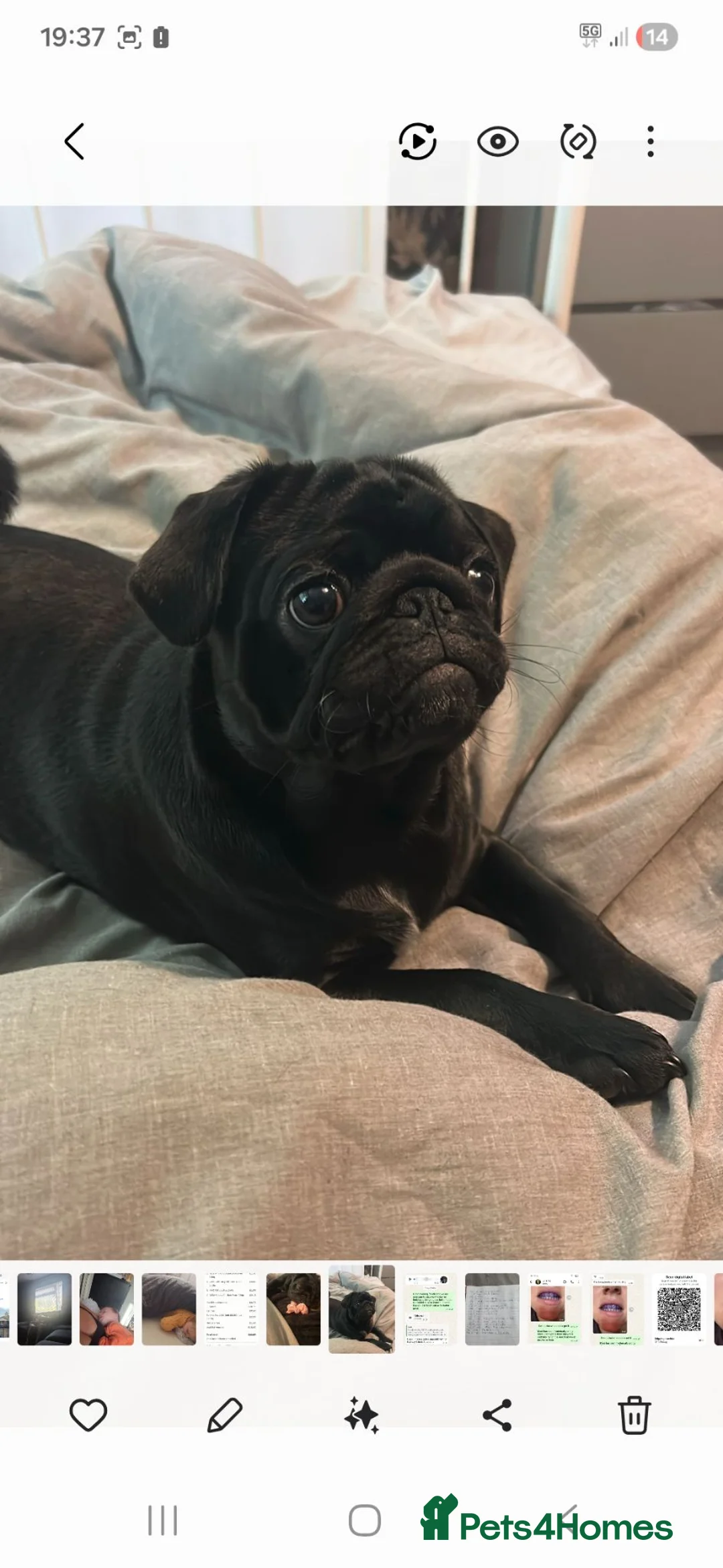 Pug dogs for sale: Sindy lou our beautiful pure pug - Advert 2