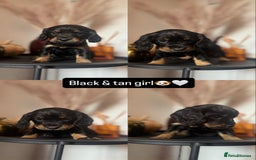 Cocker Spaniel dogs for sale: 3 beautiful cocker spaniels - Image 4