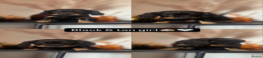 Cocker Spaniel Puppy 3