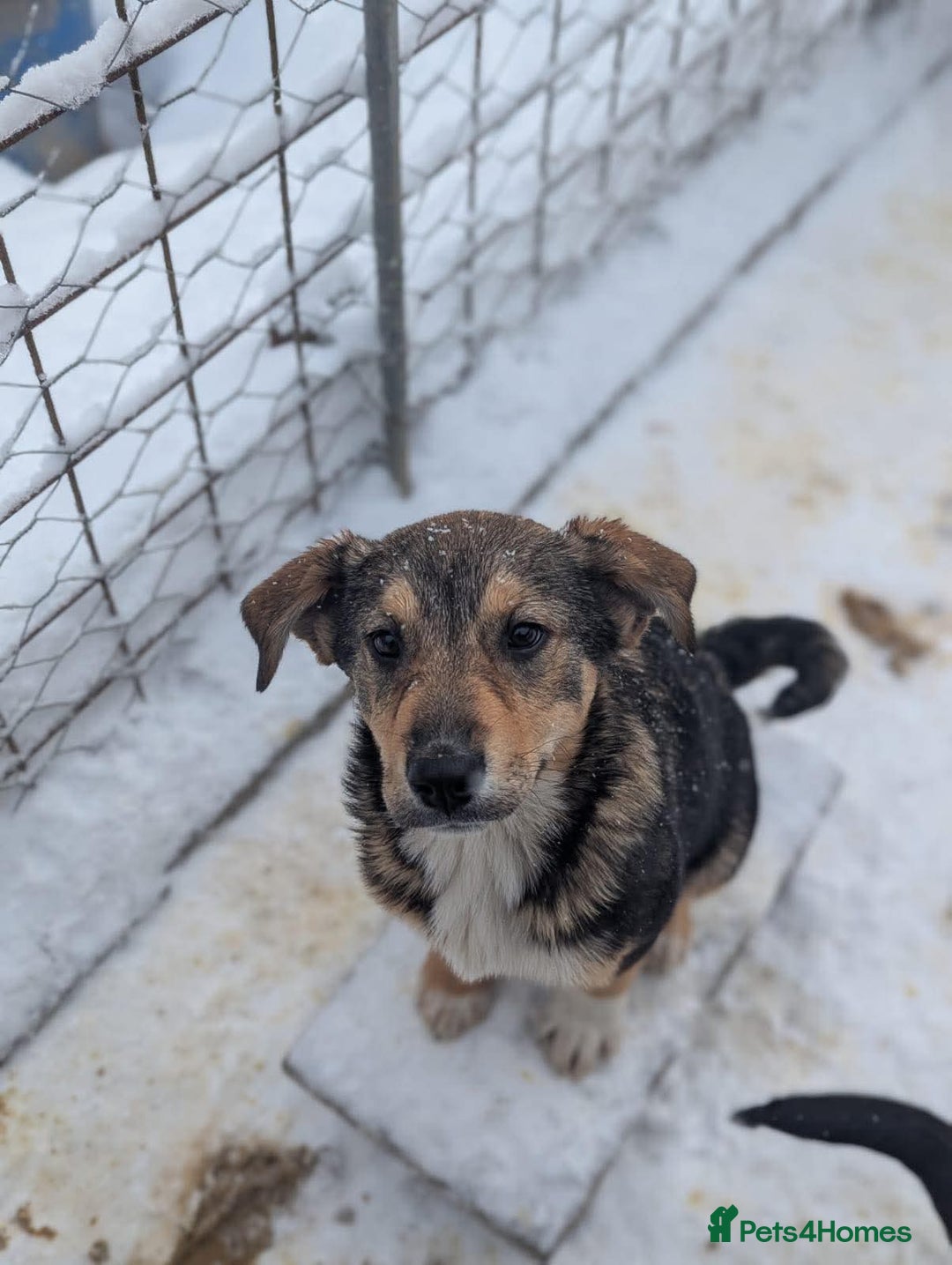 Mixed Breed dogs for adoption: Faline 💛 - Advert 4