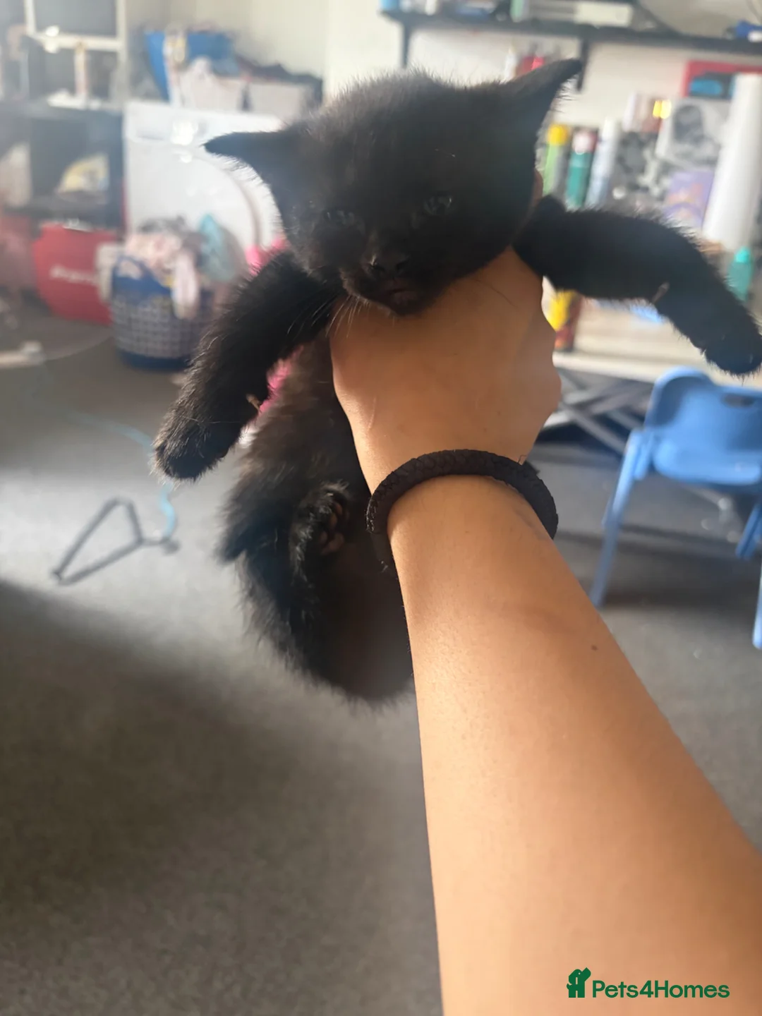 British Shorthair cats for sale: Black kittens - Advert 2