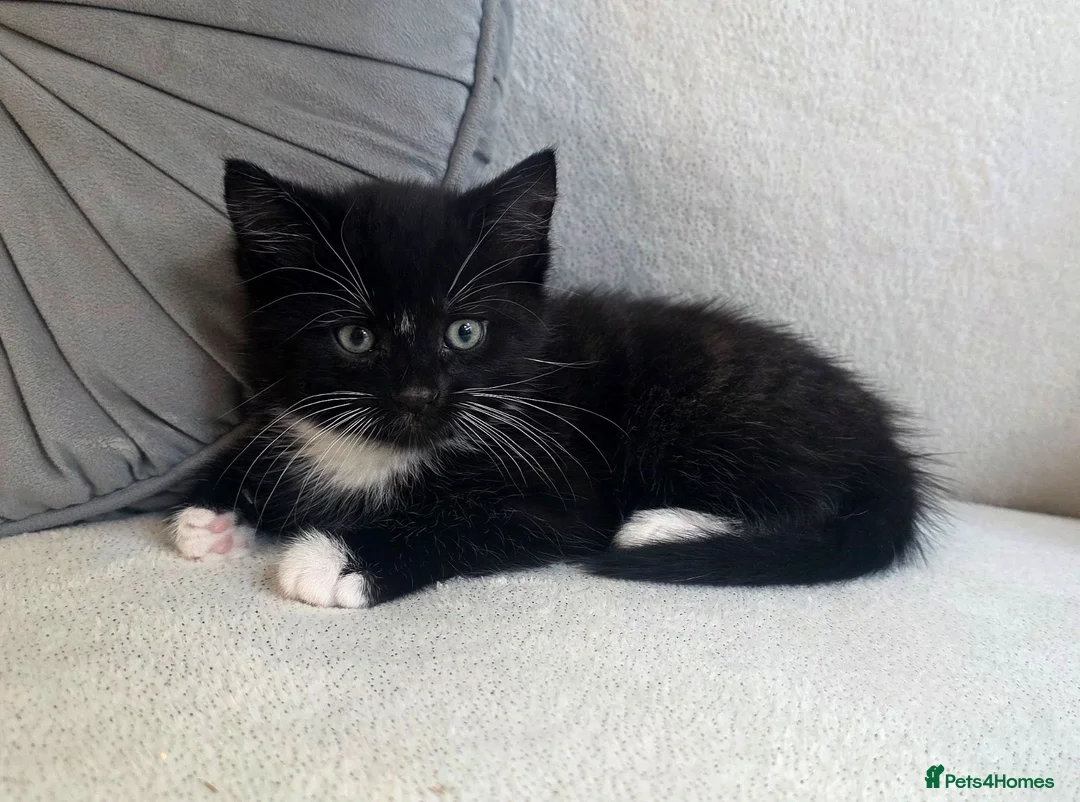 Mixed Breed cats for sale: 3 kittens looking for forever homes in Cannock - Advert 14