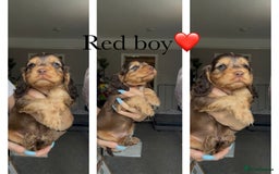 Cocker Spaniel dogs for sale: 7 beautiful chocolate sable cocker spaniels - Image 34