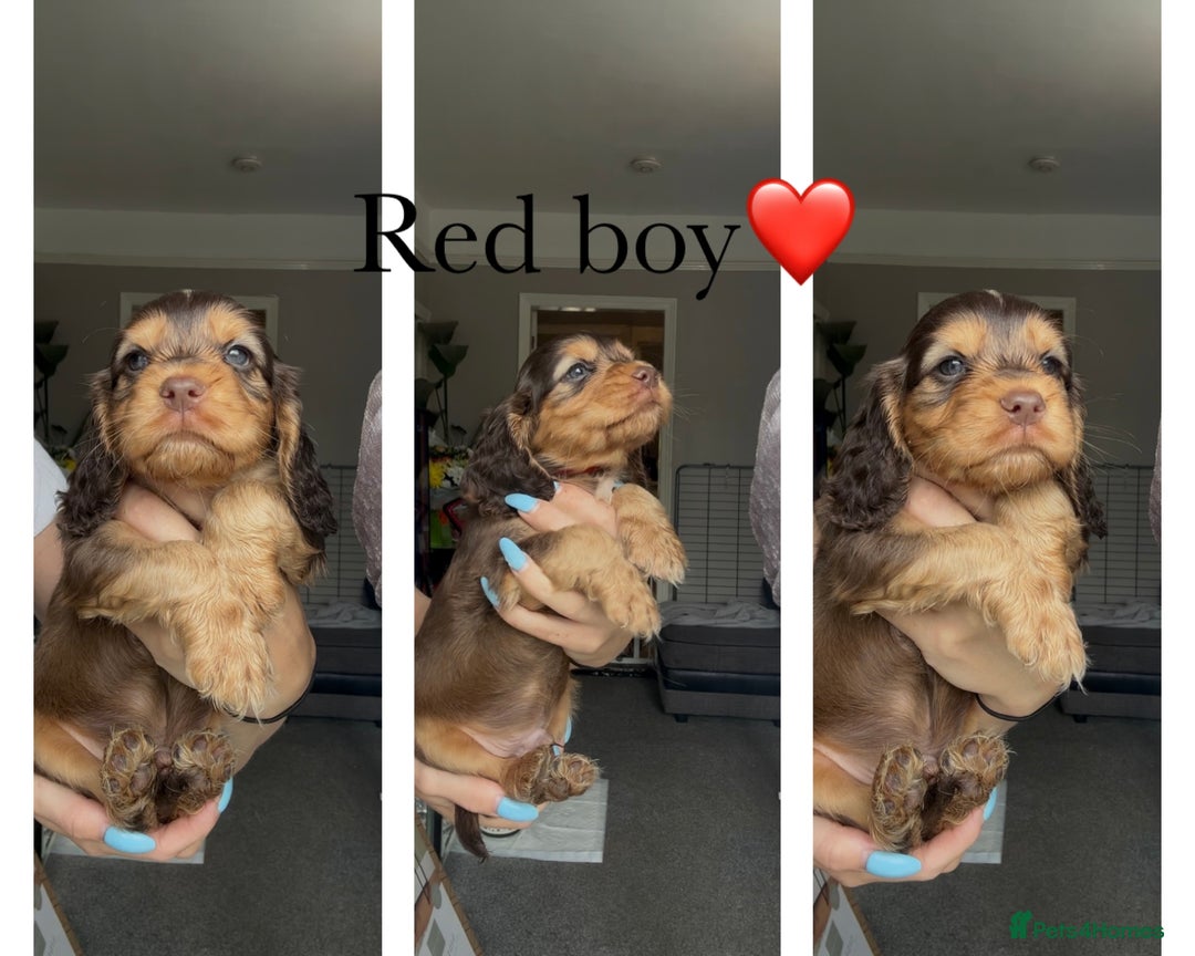 Cocker Spaniel dogs for sale: 7 beautiful chocolate sable cocker spaniels - Image 34